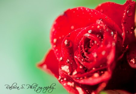 Red Rose - red, flower, drops, rose, dew