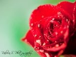 Red Rose