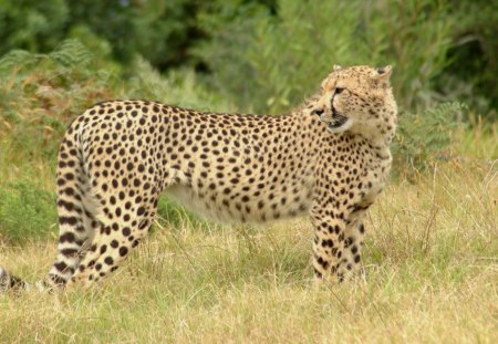 cheetah on the savannah - cheetah, savannah, cats, wild