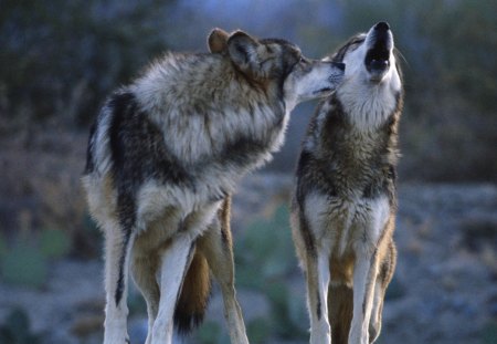 Wolfs - snow, wolfs, wild, two