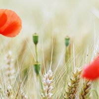 red poppies in the field