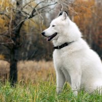 White Husky