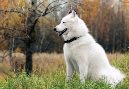 White Husky - husky, white, dogs