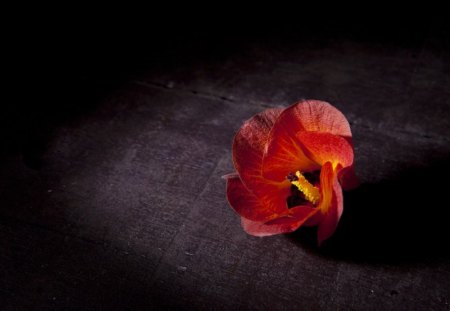 Lonely - flowers, red, lonely, poppies