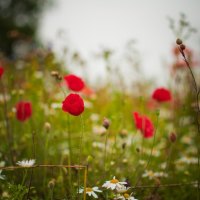 flower meadow