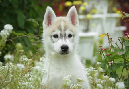 Dog - garden, happy dog, flowers, nature, dog