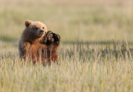 Bear - nature, little bear, autumn, bear, animal