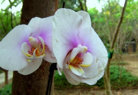 Pretty orchid - orchid, beautiful, pretty, mountain