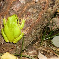 (Hyla arborea) European tree frog