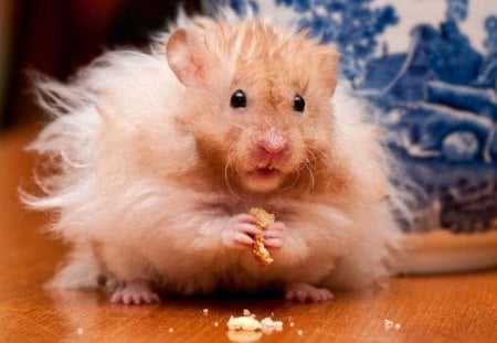 Mouse - chees, table, animal, downy, mouse