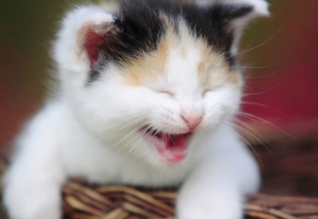 Cat - window, room, home, friendsm fluffy, blanket, kitten, look, pets, house, sweet, flower, playing, rest, cat, cute, adorable, wall, animals, kitty