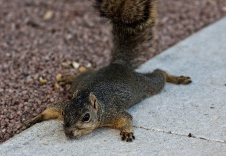 I'm so hungry... - squirrel, red, animal, funny, hungry, cute