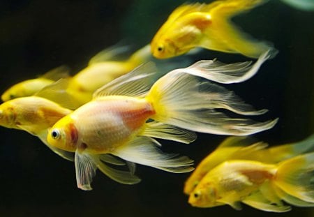 Fish - pet, gold, meen, fish, swim