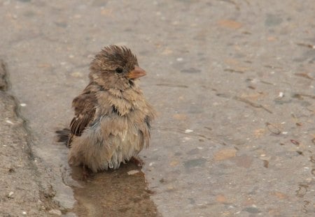 Little sparrow after a good bath - bird, sparrow, animal, water, funny, cute, feather