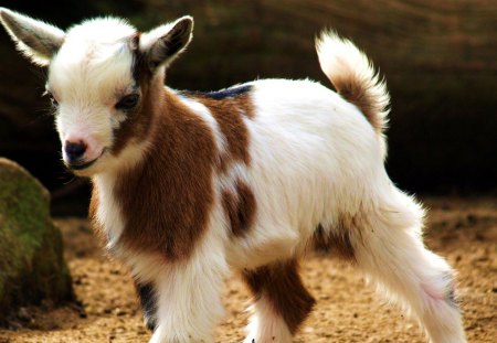 Goat - small, animal, leg, goat