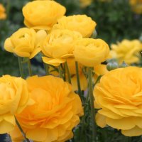 Golden ranunculus  (Persian buttercups)