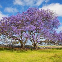 Gorgeous Blossoming Trees