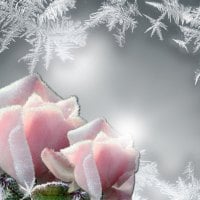 roses and frost