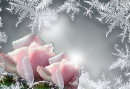 roses and frost - white, frost-painted winter, frost, roses and frost, flower, pink, glass