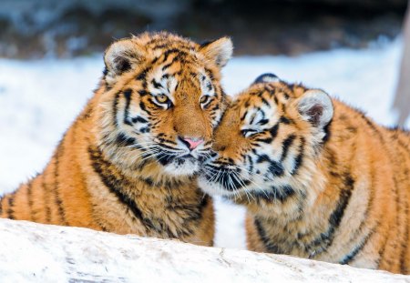 Tiger - snow, animal, tiger, other