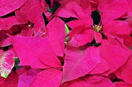 Christmas Pointsettias - christmas flowers, holiday flowers, red christmas, christmas pointsettias, pointsettias, red flowers