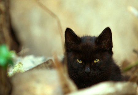 Cat - animals, room, pets, friendsm fluffy, home, window, house, cute, look, adorable, cat, kitty, playing, blanket, kitten, wall, rest, sweet, flower