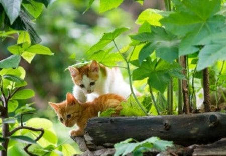 Cats - flower, cute, look, wall, cat, rest, friendsm fluffy, adorable, kitty, animals, sweet, window, pets, blanket, room, playing, home, kitten, house