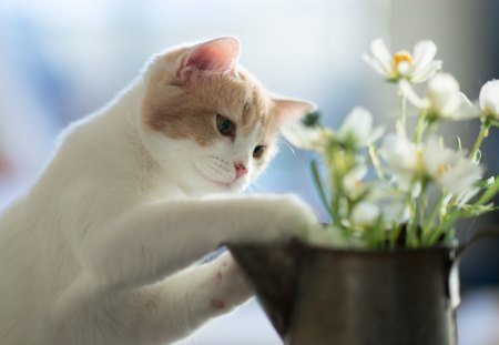 Hannah, by Ben Torode - hannah, animal, cute, cat, ben torode