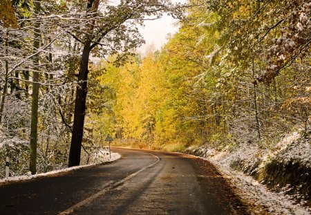 winter road - fall, trees, winter, road, snow