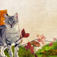 Kitty in the Fall