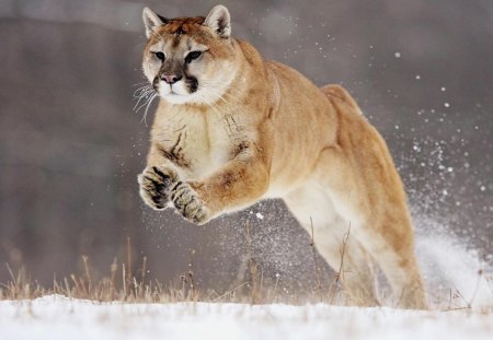 cougar hunting - hunting, cougar, snow, cats