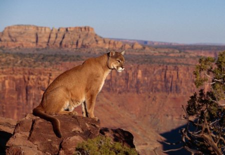 cougar in the canyon - cats, cougar, canyon, feline