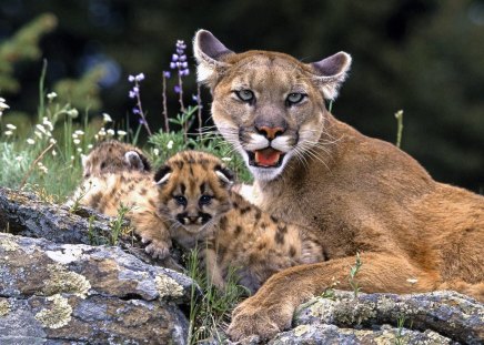 pumas puma and babies - pumas, babies, cats, puma