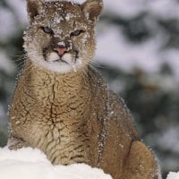 stunning cougar in the snow