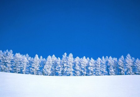 Winter background - snow, trees, background, winter