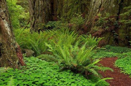 Prairie Creek Redwoods StatePark, Humboldt County - trees, daylight, day, plants, path, nature, forest, leaves, fern