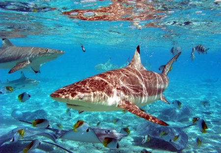 Shark in Shallow Water - large, mouth, blue, eyes, sharp, tail, fin, water, rock, ocean, daylight, nature, shark, teeth, fish, day, animals