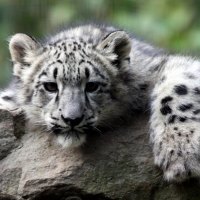 Snow Leopard Cub