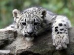 Snow Leopard Cub