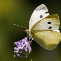 beautiful yellow butterfly on flower