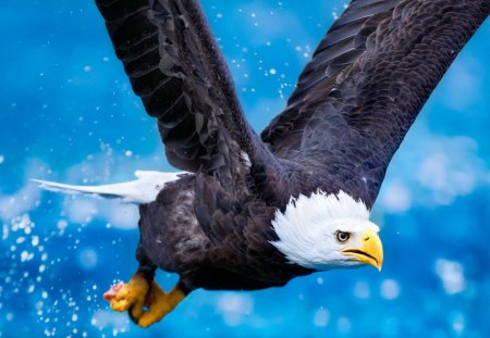 eagle in flight - flight, eagle, birds