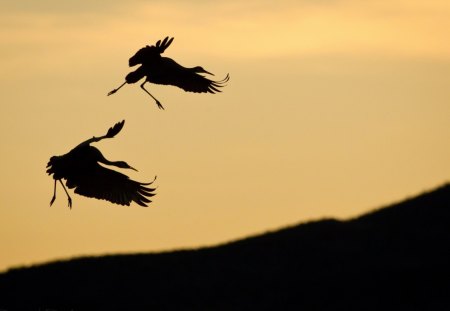 flight at sunset - birds, sunset, at, flight