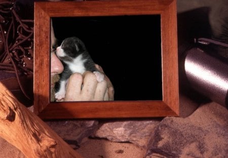 Tiny Tuxedo Portrait - portrait, tiny kitten, tuxedo cat, picture frame