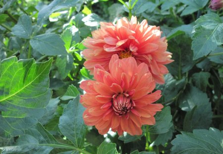 A Fine day at the Garden 32 - flowers, dahlia, photography, orange, green