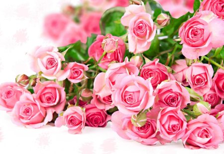 Pink roses - flower, rose, pink, bouquet, nature, abstract