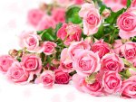 Pink roses