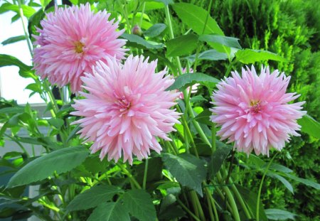 A Fine day at the Garden 35 - flowers, green, photography, dahlia, pink