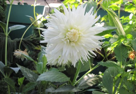 A Fine day at the Garden 39 - dahlia, photography, white, green, flowers