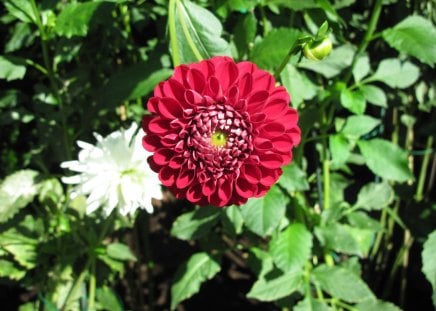 A Fine day at the Garden 40 - flowers, white, red, green, photography, dahlia