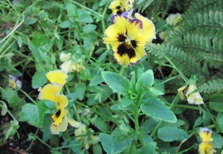 A Fine day at the Garden with Pansy - red, black, pansy, flowers, photography, green